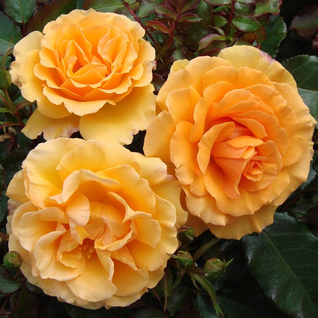 Rosa 'Amber Queen'